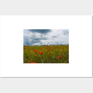 Poppy Field Posters and Art